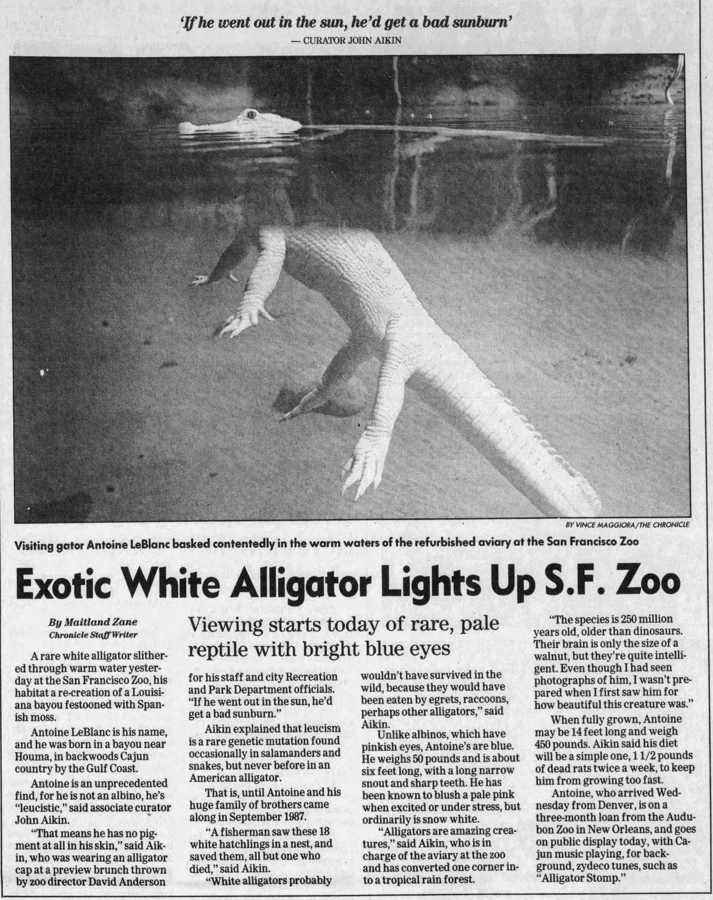 Antoine LeBlanc - Leucistic alligator